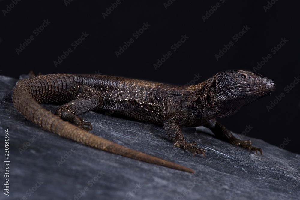 Fototapeta premium Dark Whorltail Iguana (Stenocercus melanopygus)