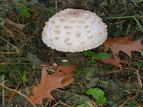 Mushrooms in the Schollenbos in capelle aan den IJssel photo