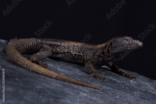 Dark Whorltail Iguana (Stenocercus melanopygus)