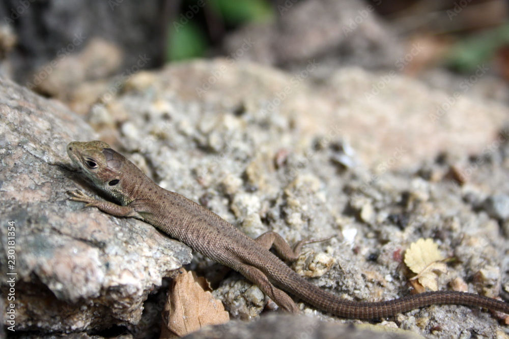 Little brown lizard on the stone, basking in the sun Little brown lizard on the stone, basking in the sun