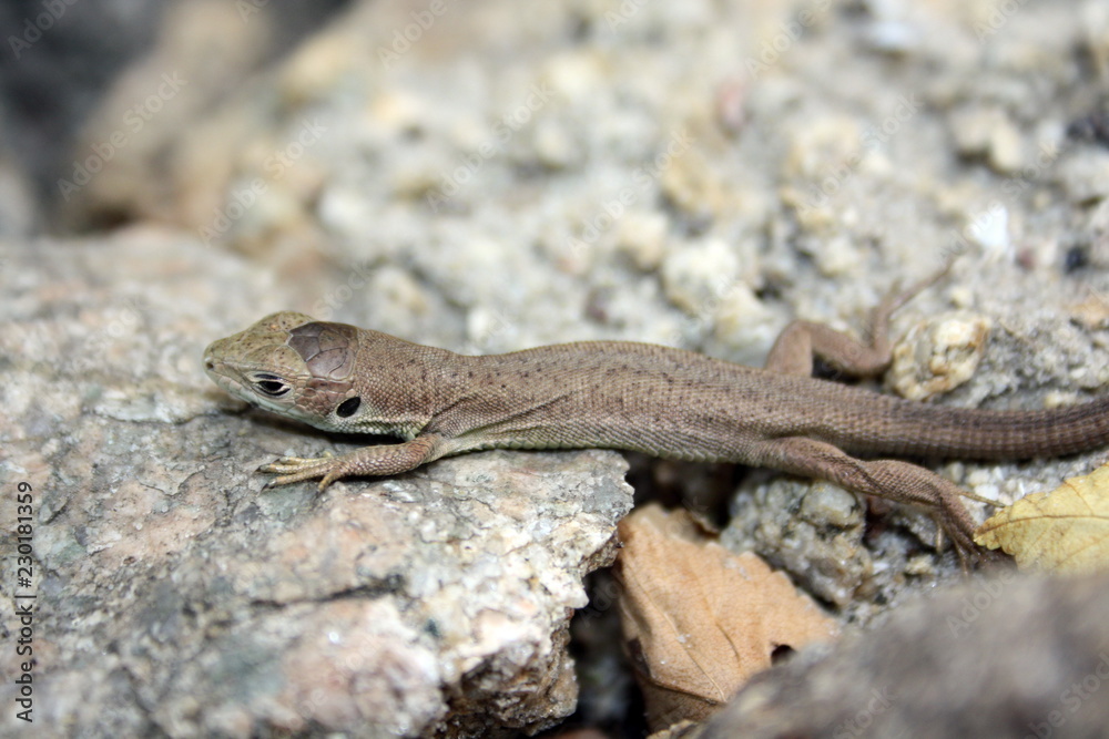 Little brown lizard on the rocks Little brown lizard on the rocks