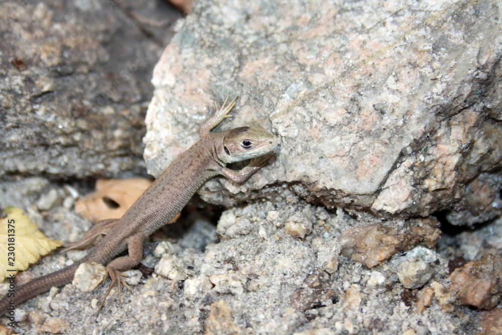 Little brown lizard on the stone, basking in the sun Little brown lizard on the stone, basking in the sun