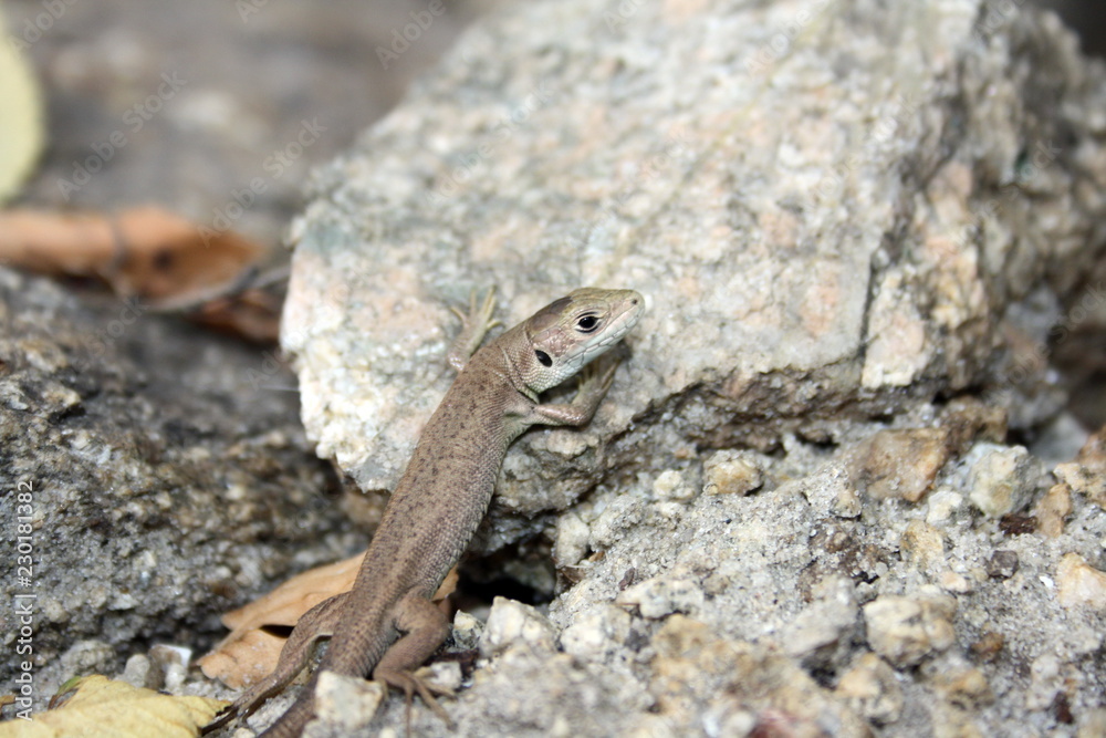 Little brown lizard on the stone, basking in the sun Little brown lizard on the stone, basking in the sun