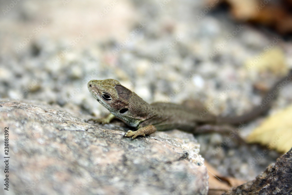 Little brown lizard on the stone, basking in the sun Little brown lizard on the stone, basking in the sun