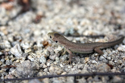 Little brown lizard on the rocks