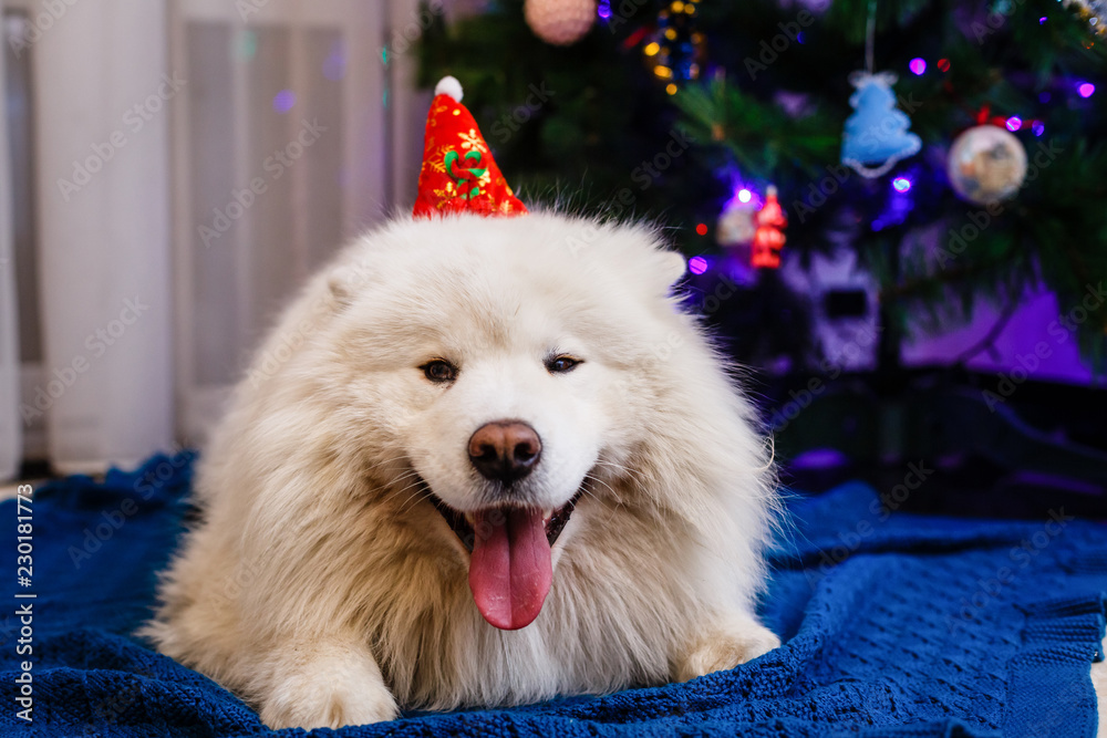 Big white fluffy dog in a red hat near the Christmas tree
