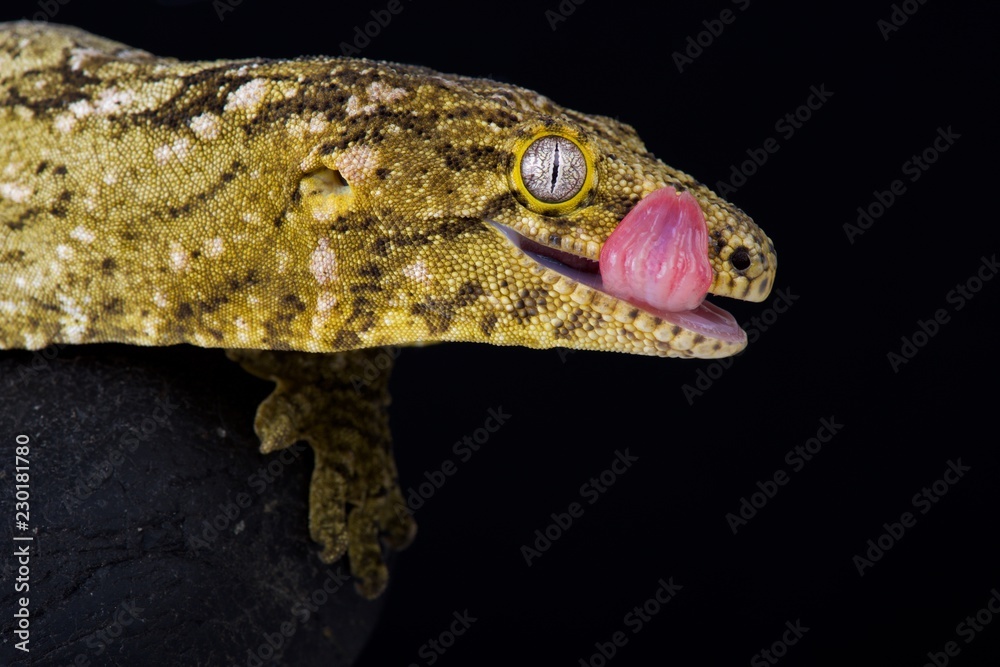 Fototapeta premium New Caledonian giant gecko (Rhacodactylus leachianus)
