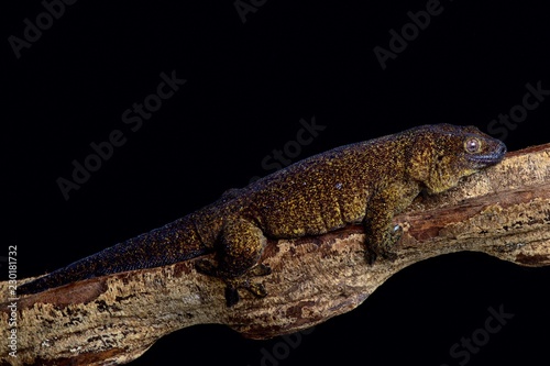 Giant bronze gecko (Ailuronyx trachygaster)