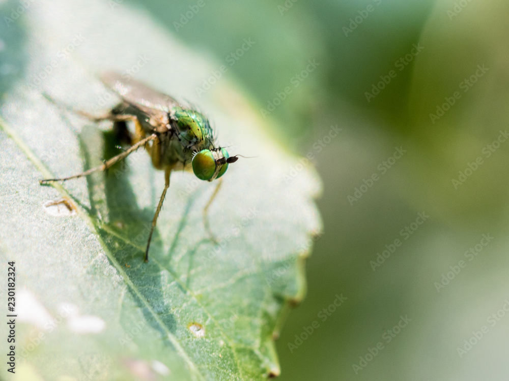 Fototapeta premium msoca de ojos verde en la hoja