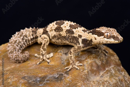Rough Thick-toed Gecko (Pachydactylus rugosus)