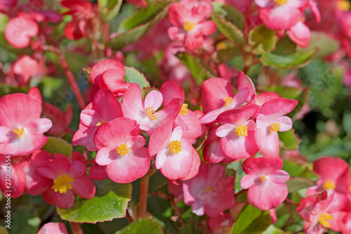 Rotbl  hende Semperflorens-Begonien  Begonia  