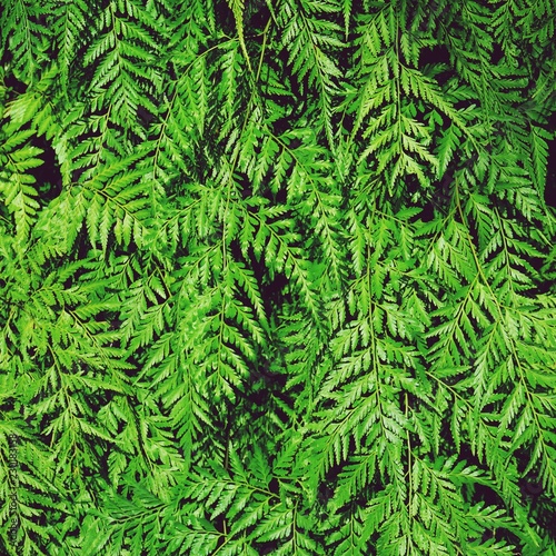 Green fern texture detail background  frame concept