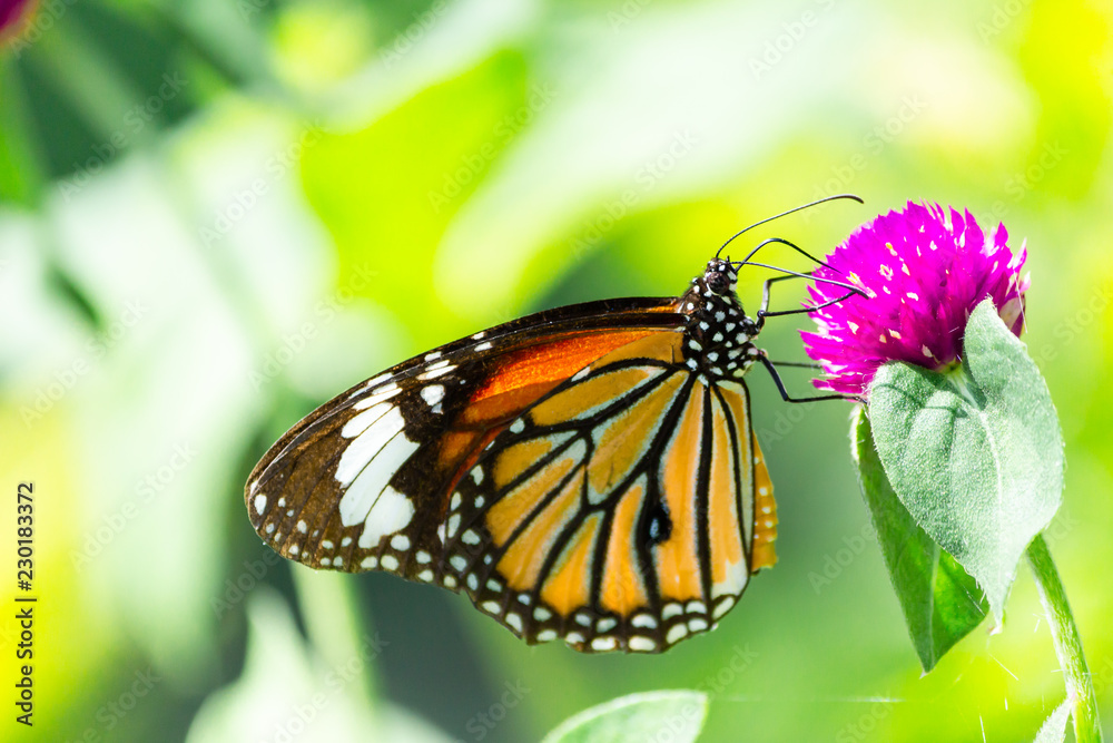 Orange butterfly on grass flower Purple. Blur the natural background in green tones. In the concept of insects and poultry. Orange butterfly on grass flower Purple. Blur the natural background in green tones. In the concept of insects and poultry.