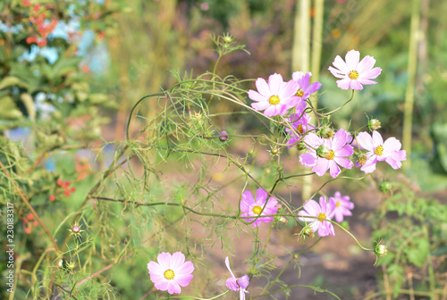 Field flowers  
