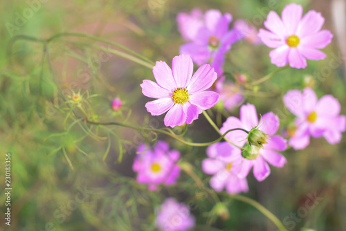 Field flowers  