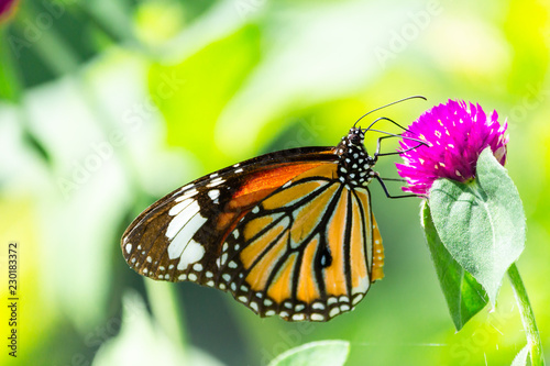 Orange butterfly on grass flower Purple. Blur the natural background in green tones. In the concept of insects and poultry. © Niwatn