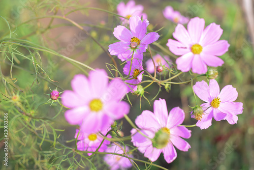Field flowers  