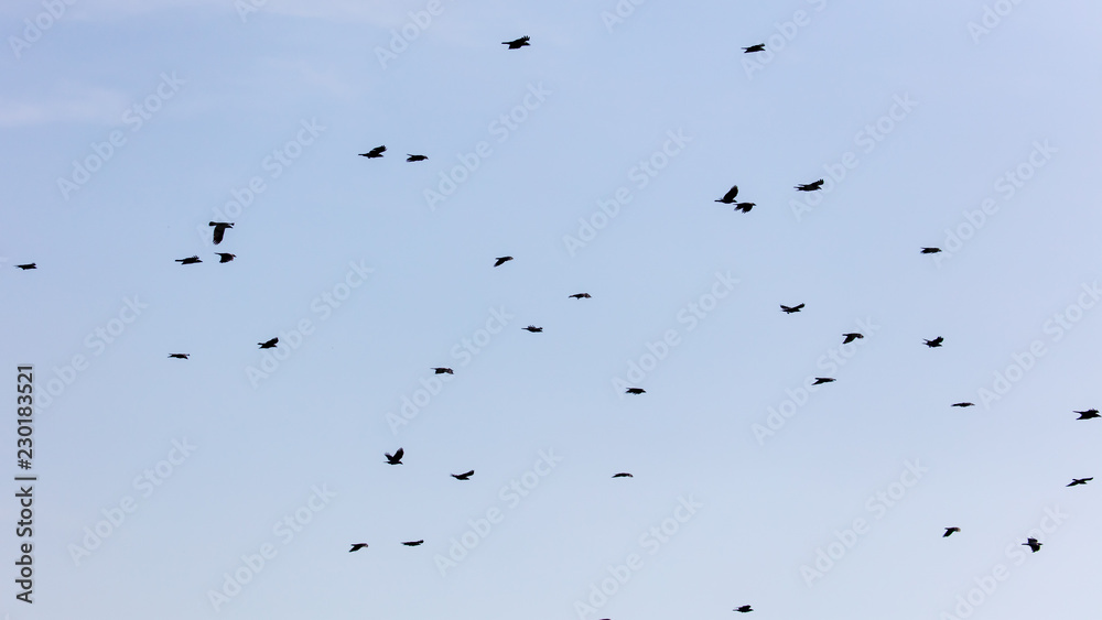 A flock of crows in the blue sky