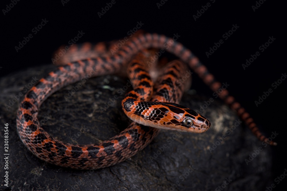 Naklejka premium Banded red snake (Lycodon rufozonatum )