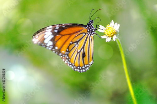 Orange butterfly on grass flower white yellow. Blur the natural background in green tones. In the concept of insects and poultry. © Niwatn