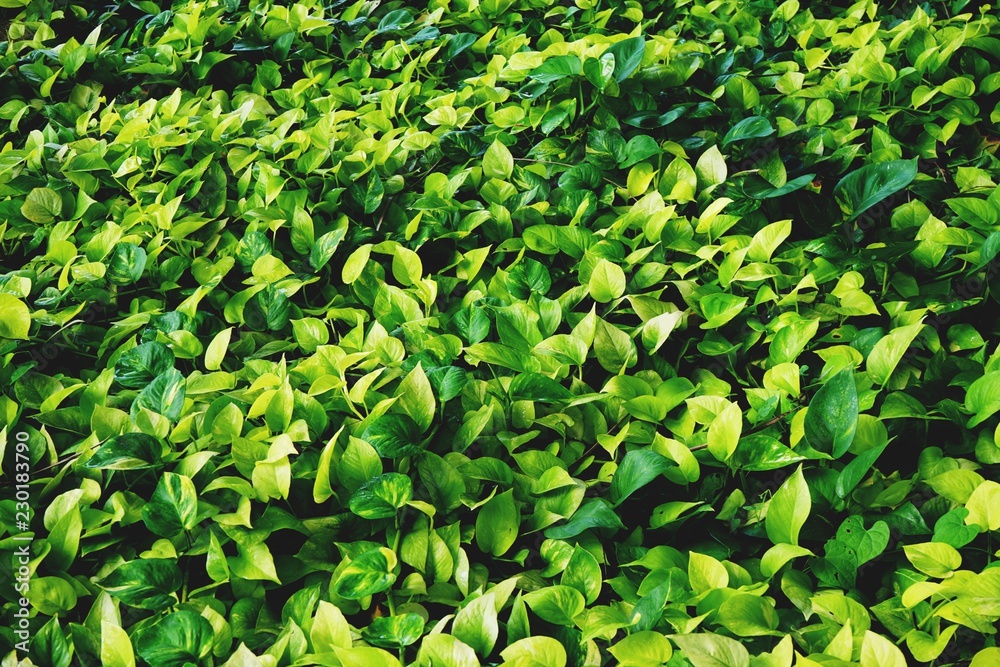 Obraz premium Green epipremnum aureum texture detail background, frame concept