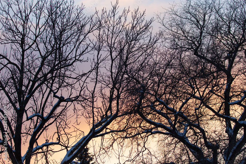 Naked branches on a tree against a sunset sun Naked branches on a tree against a sunset sun