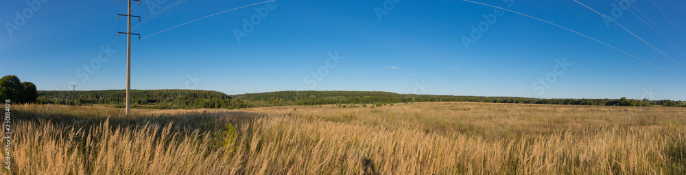 grass, forest and sky