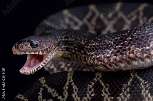 Black pine snake (Pituophis melanoleucus lodingi)