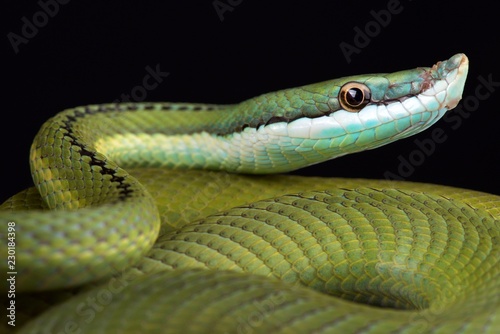Baron's green racer (Philodryas baroni)