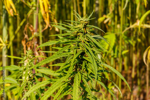 Green cannabis  marijuana  plant in a field