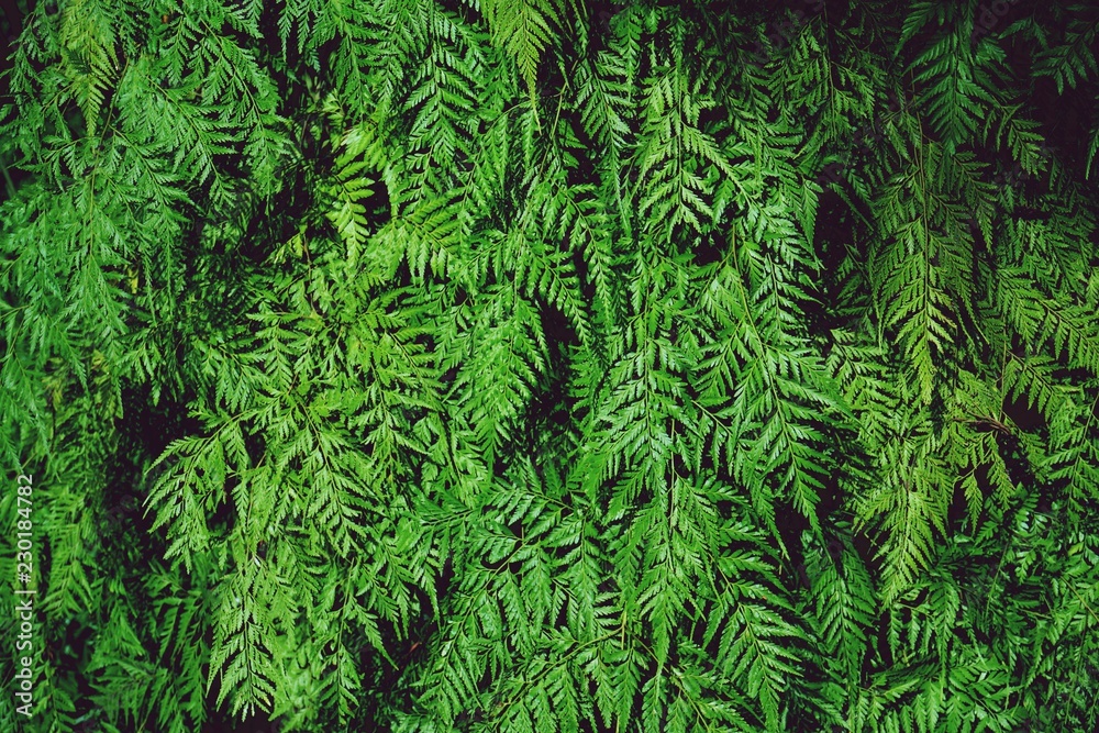 Green fern texture detail background, frame concept