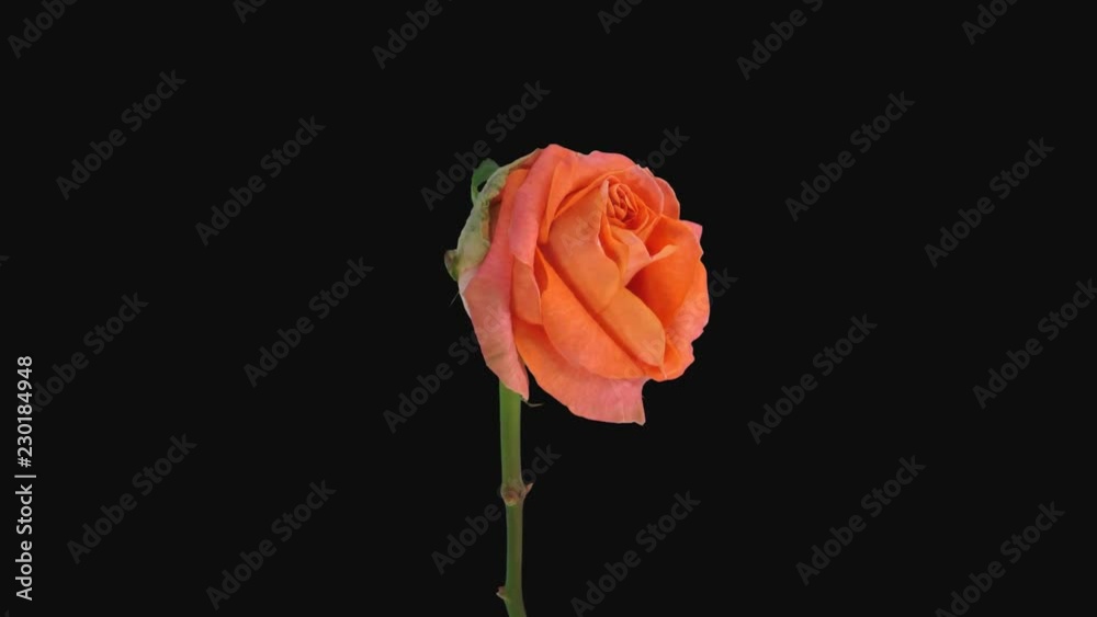 Time-lapse of dying orange Pascha rose 3a4 in 4K PNG+ format with ALPHA transparency channel isolated on black background
Time-lapse of dying orange Pascha rose 3a4 in 4K PNG+ format with ALPHA transparency channel isolated on black background