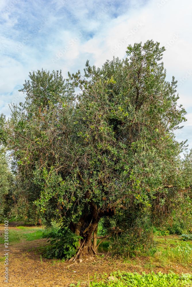 Olive trees in Tuscany loaded with ripe olives in Autumn - 1 Olive trees in Tuscany loaded with ripe olives in Autumn - 1