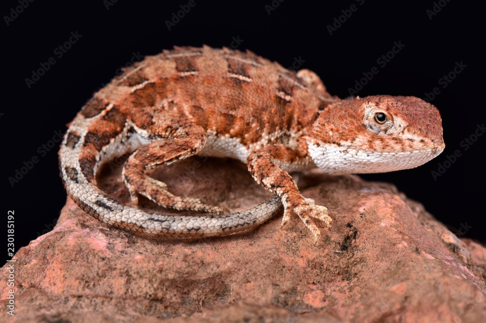 Fototapeta premium Eyrean bezuszny smok (Tympanocryptis tetraporophora)