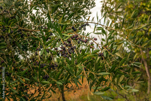 Olives ripe on a branch in Tuscany before harvesting in Autumn - 3