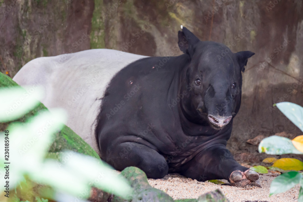 A malayan tapir asian tapir cipan, tenuk or badak tampung tapirus while resting. A malayan tapir asian tapir cipan, tenuk or badak tampung tapirus while resting.