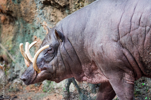 Babirusa deer-pigs Babyrousa while looking for food on a wet soil or mud.