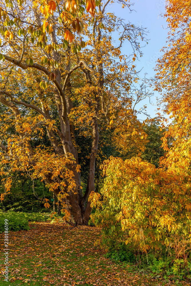 Colorful autumn trees in a park in Copenhagen in Denmark - 1