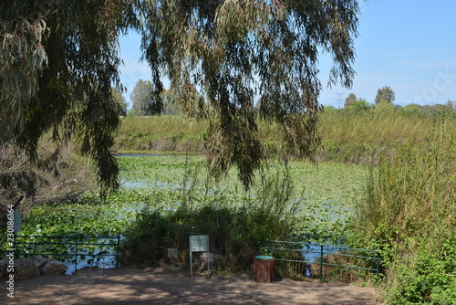 Pool of Nymphs
