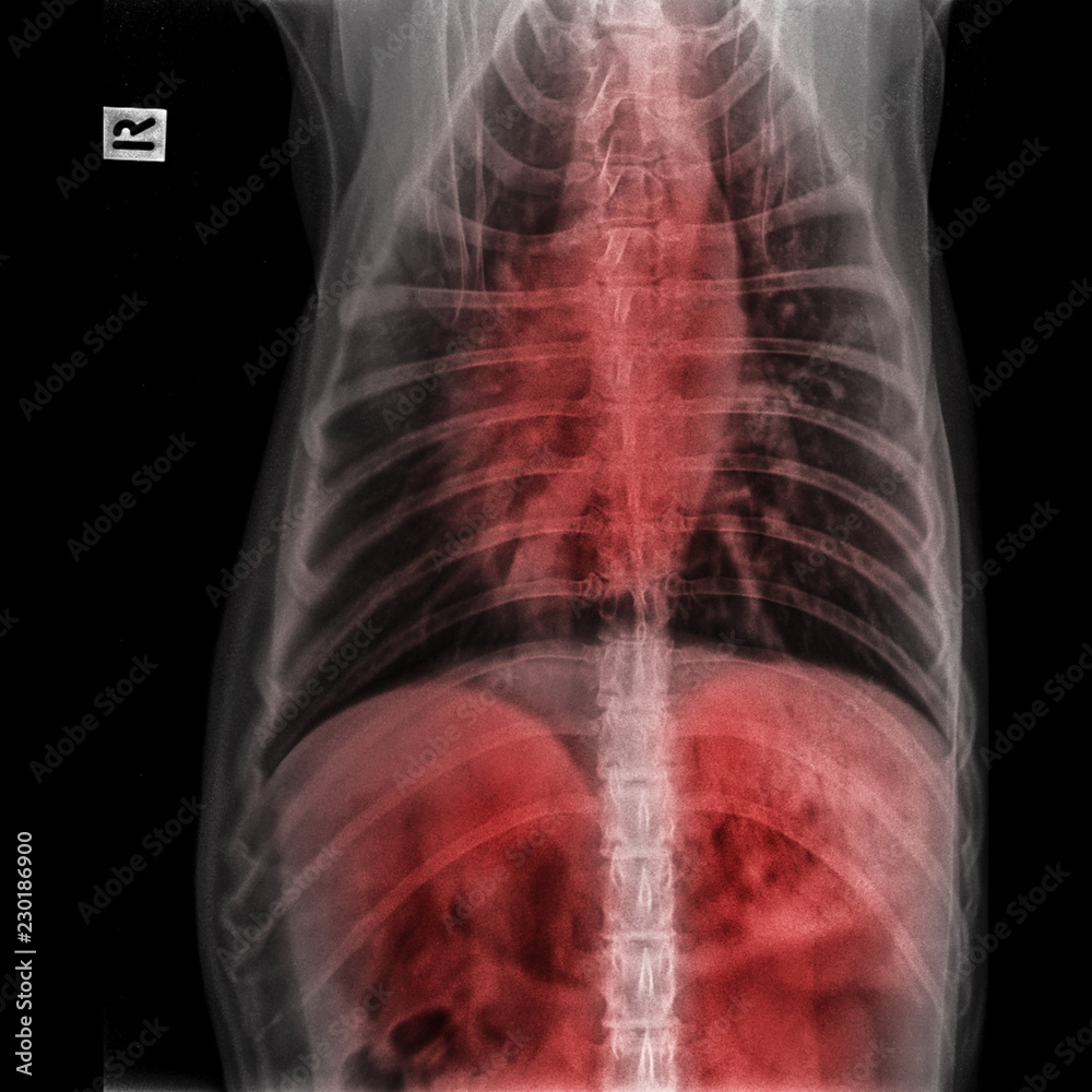 Xray of dog anterior view closed up in thorax standard and chest with red highlight in the