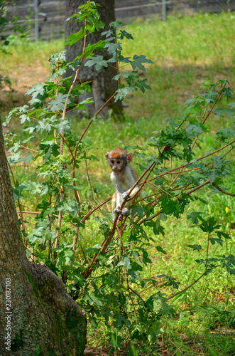 young sparrow on the grass