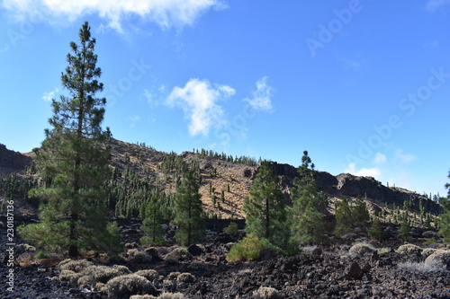 Hiking trail with many green pines near the big famous volcano Pico del Teide in Tenerife  Europe