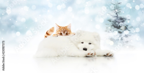 merry christmas signboard or gift card for pet shop, white dog and ginger cat pets isolated on blurred xmas lights and tree, copy space blank background