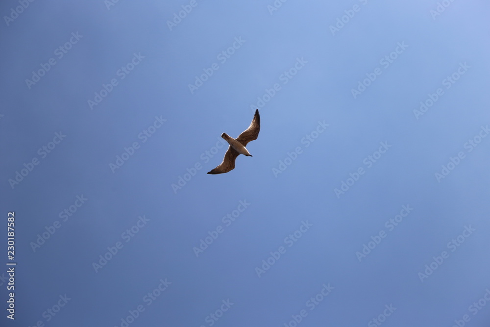 Gaviota en pleno vuelo