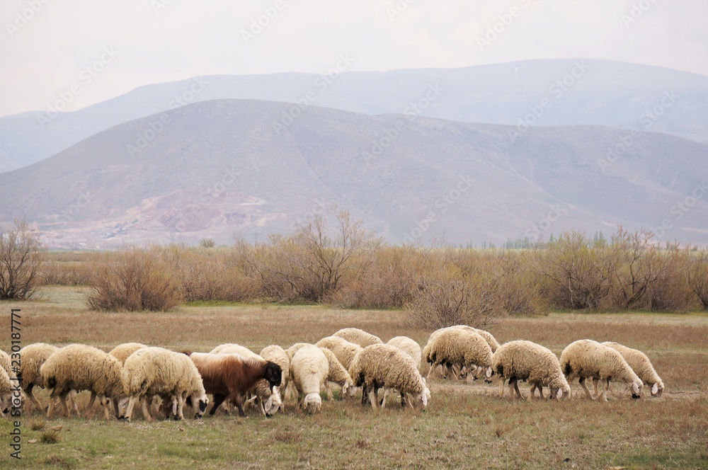 flock of sheep flock of sheep