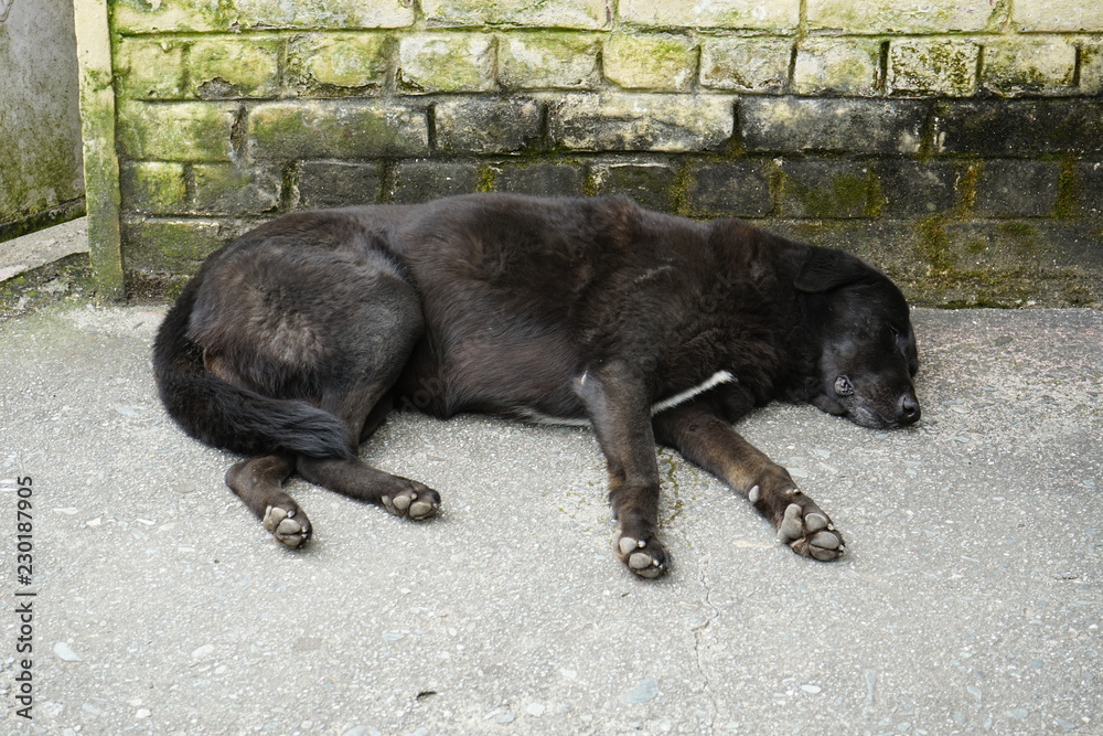 Black Stray dog