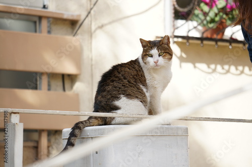 Cat on a wall