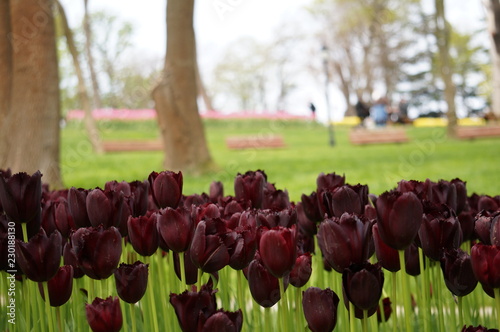 Tulips in a park