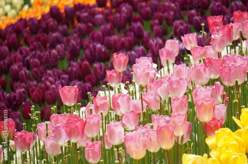 Tulips in a park