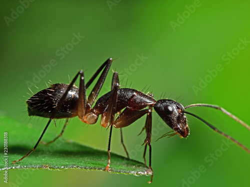 Macro Photo of Ant on Green Leaf Isolated on Blurry Background